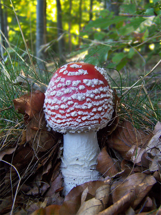 muchotrávka červená Amanita muscaria (L.) Lam.