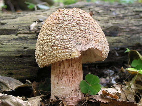 muchotrávka červenkastá Amanita rubescens Pers.