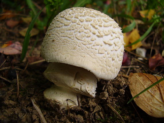 muchotrávka Amanita sp.