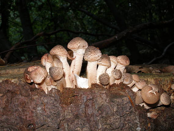 podpňovka obyčajná Armillaria mellea (Vahl) P. Kumm.