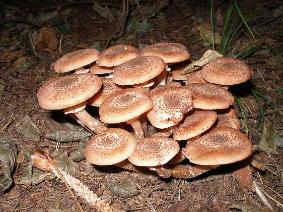 podpňovka obyčajná Armillaria mellea (Vahl) P. Kumm.