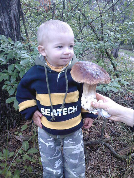 hríb smrekový Boletus edulis Bull.