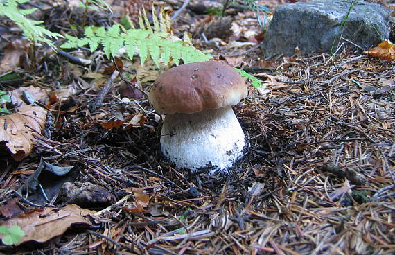 hríb smrekový Boletus edulis Bull.