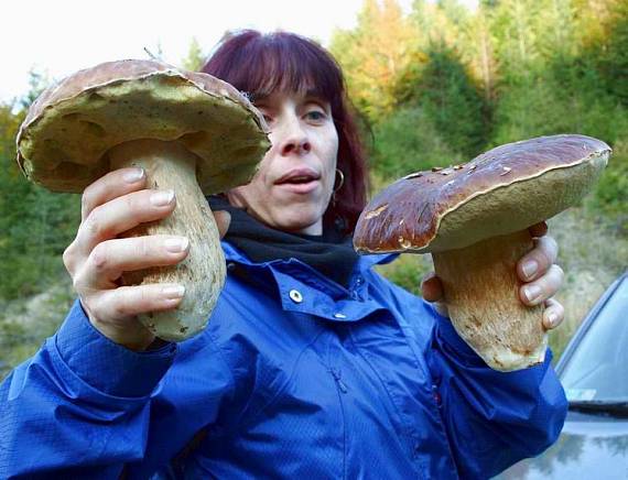 hríb smrekový Boletus edulis Bull.