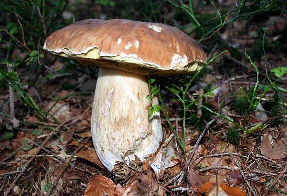 hríb smrekový Boletus edulis Bull.