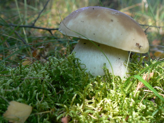 hríb smrekový Boletus edulis Bull.