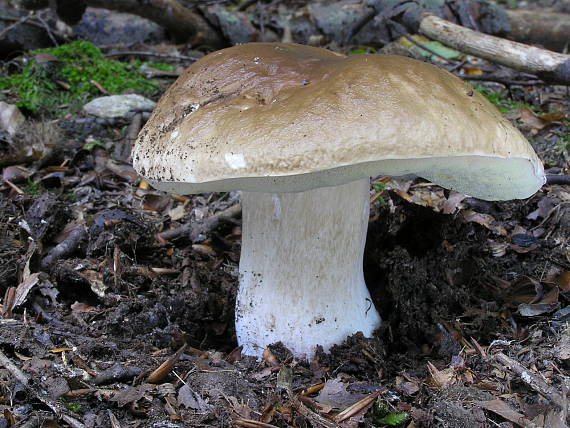 hríb smrekový Boletus edulis Bull.