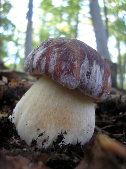 hríb sosnový Boletus pinophilus Pil. et Dermek in Pil.