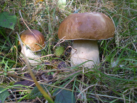 hríby Boletus sp.