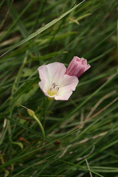 pupenec roľný Convolvulus arvensis L.