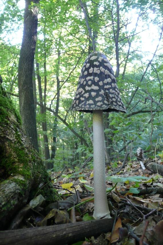 hnojník strakatý Coprinopsis picacea (Bull.) Redhead, Vilgalys & Moncalvo