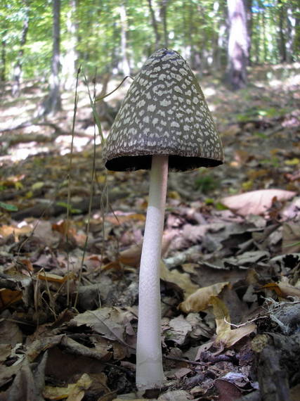 hnojník strakatý Coprinopsis picacea (Bull.) Redhead, Vilgalys & Moncalvo