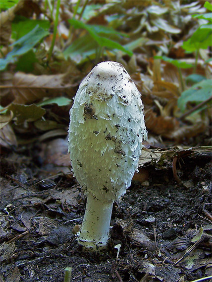 hnojník obyčajný Coprinus comatus (O.F. Müll.) Pers.