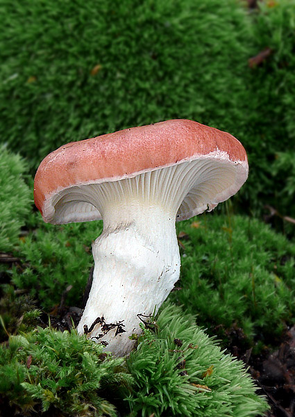 sliziak ružový Gomphidius roseus (Fr.) Oudem.