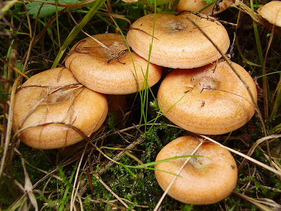 rýdzik smrekový Lactarius deterrimus Gröger