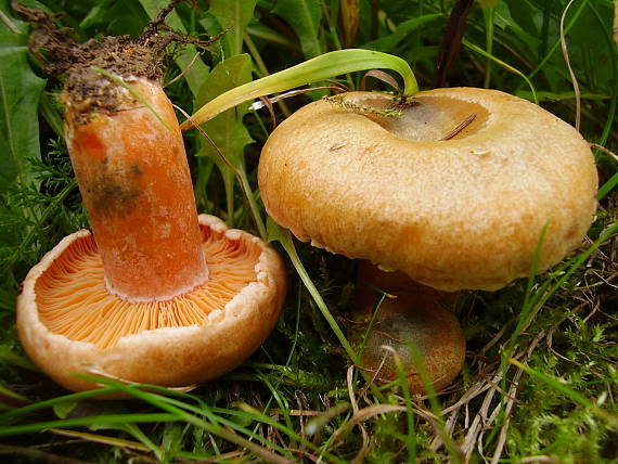 rýdzik smrekový Lactarius deterrimus Gröger