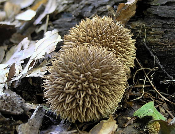 prášnica pichliačová Lycoperdon echinatum Pers.