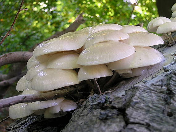 sliznačka obyčajná Mucidula mucida (Schrad.) Pat.