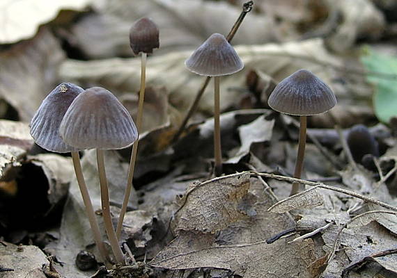 prilbička Mycena sp.