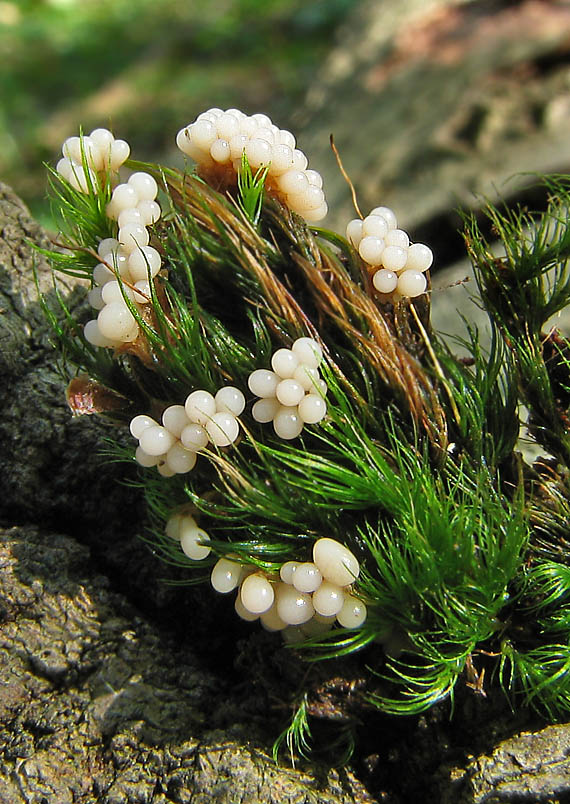 slizovka Myxomycetes