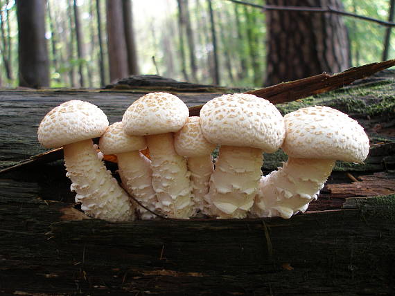 húževnatec šupinatý Neolentinus lepideus (Fr.) Redhead & Ginns