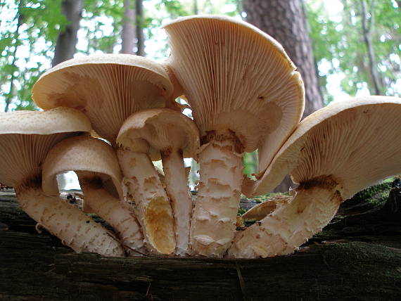 húževnatec šupinatý Neolentinus lepideus (Fr.) Redhead & Ginns