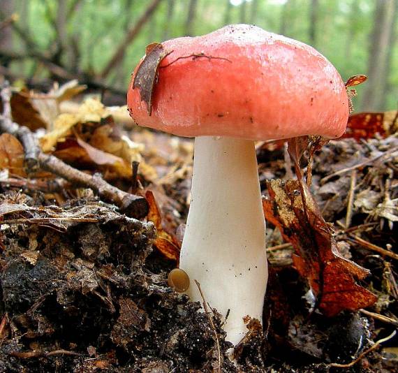 plávka škodlivá Russula emetica (Schaeff.) Pers.