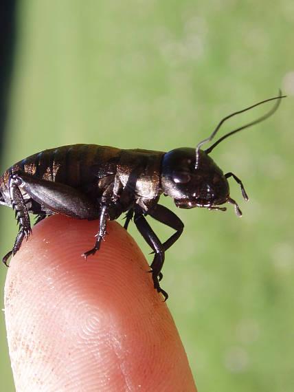 cvrček Acheta sp.