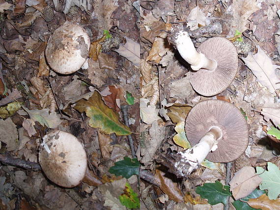 pečiarka lesná Agaricus sylvaticus Schaeff.