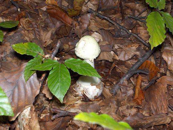 muchotrávka citrónovožltá Amanita citrina Pers.