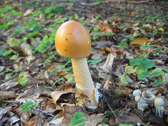 muchotrávka oranžová Amanita crocea (Quél.) Singer