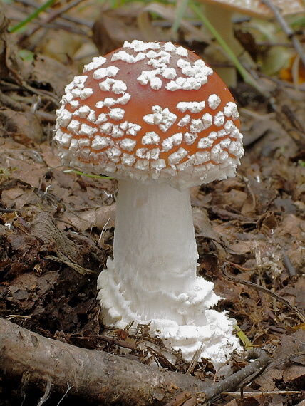 muchotrávka červená Amanita muscaria (L.) Lam.