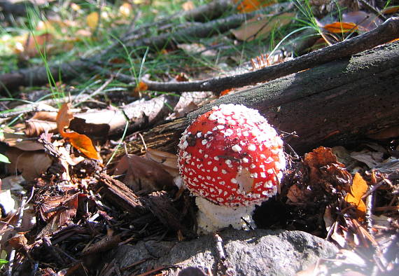 muchotrávka červená Amanita muscaria (L.) Lam.