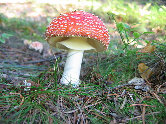 muchotrávka červená Amanita muscaria (L.) Lam.