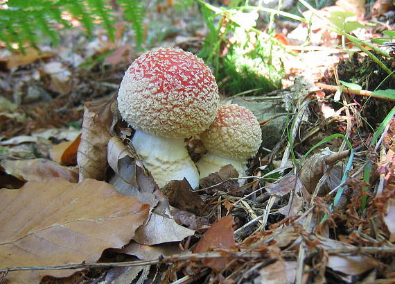 muchotrávka červená Amanita muscaria (L.) Lam.