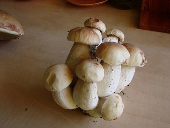 hríb smrekový Boletus edulis Bull.