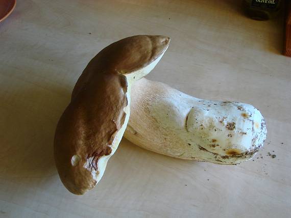 hríb smrekový Boletus edulis Bull.