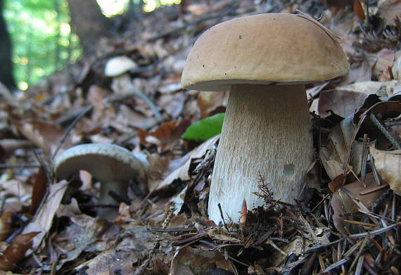 hríb smrekový Boletus edulis Bull.