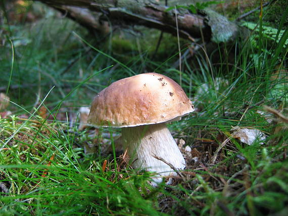 hríb smrekový Boletus edulis Bull.