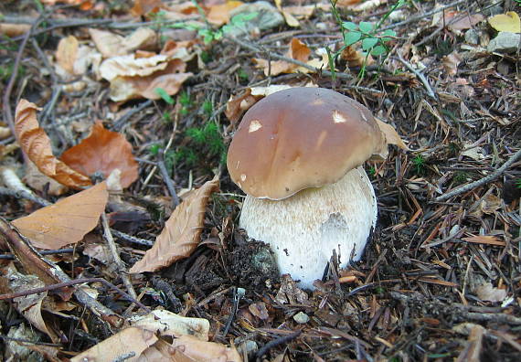 hríb smrekový Boletus edulis Bull.