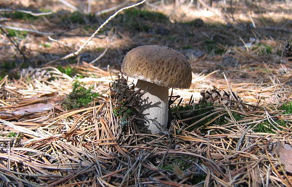 hríb smrekový Boletus edulis Bull.