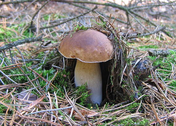 hríb smrekový Boletus edulis Bull.