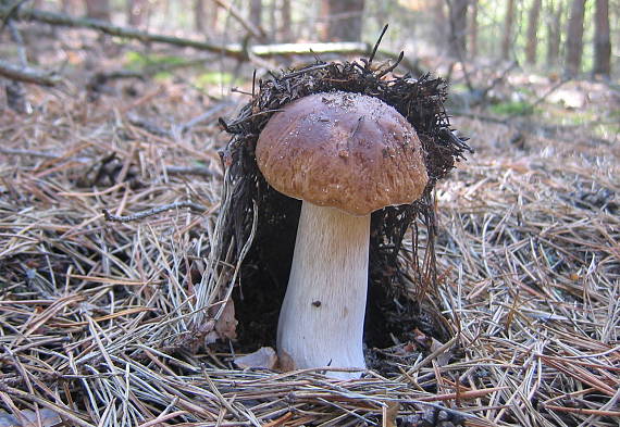 hríb smrekový Boletus edulis Bull.