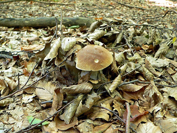 hríb smrekový Boletus edulis Bull.