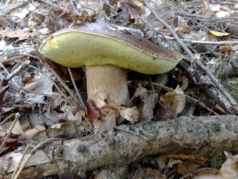 hríb smrekový Boletus edulis Bull.