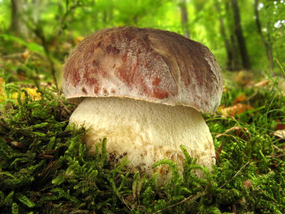 hríb sosnový Boletus pinophilus Pil. et Dermek in Pil.