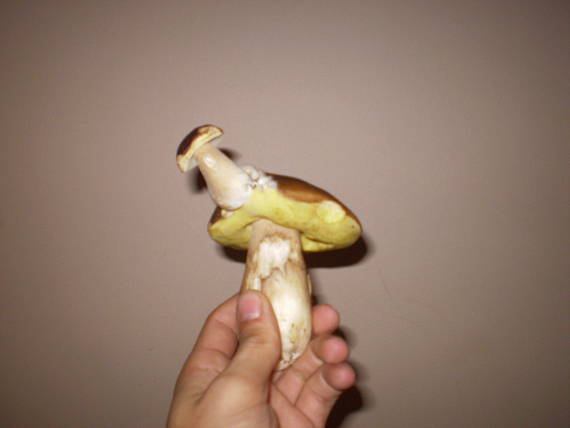 hríb Boletus sp.