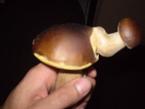 hríb Boletus sp.