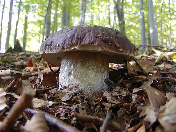 hrib Boletus sp.