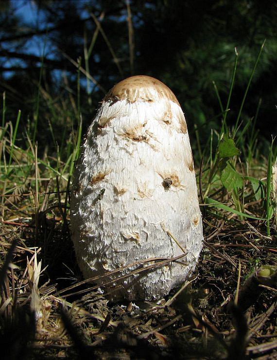 hnojník obyčajný Coprinus comatus (O.F. Müll.) Pers.